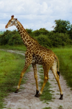 Affiche de l'événement: CAP SUR LE MONDE RWANDA, LE PARADIS RETROUVÉ